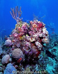 Reef near the David Tucker wreck in Nassau, Bahamas.  Sho... by Mordechai Saxon 